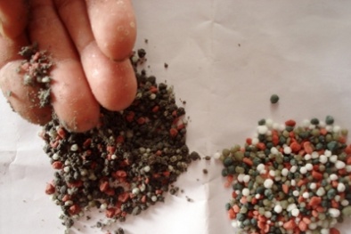 Cán bộ tiếp tay cho phân bón giả?